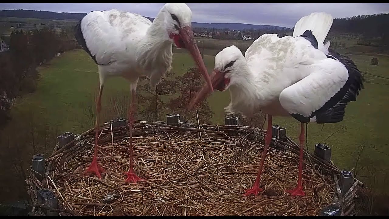 Č&aacute;pi Lindheim | Tohle je na&scaron;e hn&iacute;zdo! | This is our nest! | Das ist unser Nest!