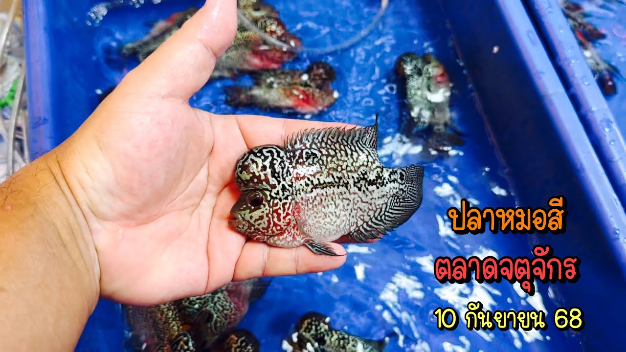 Zing’s Day l ปลาหมอสีตลาดจตุจักร 10 กันยายน 68