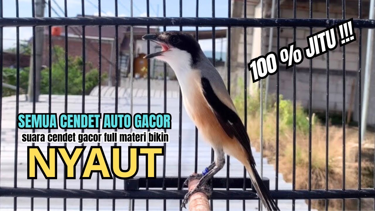 burung cendet gacor ISIAN JITU buat PANCINGAN CENDET AGAR BUNYI bikin BURUNG PENTET GACOR EMOSI