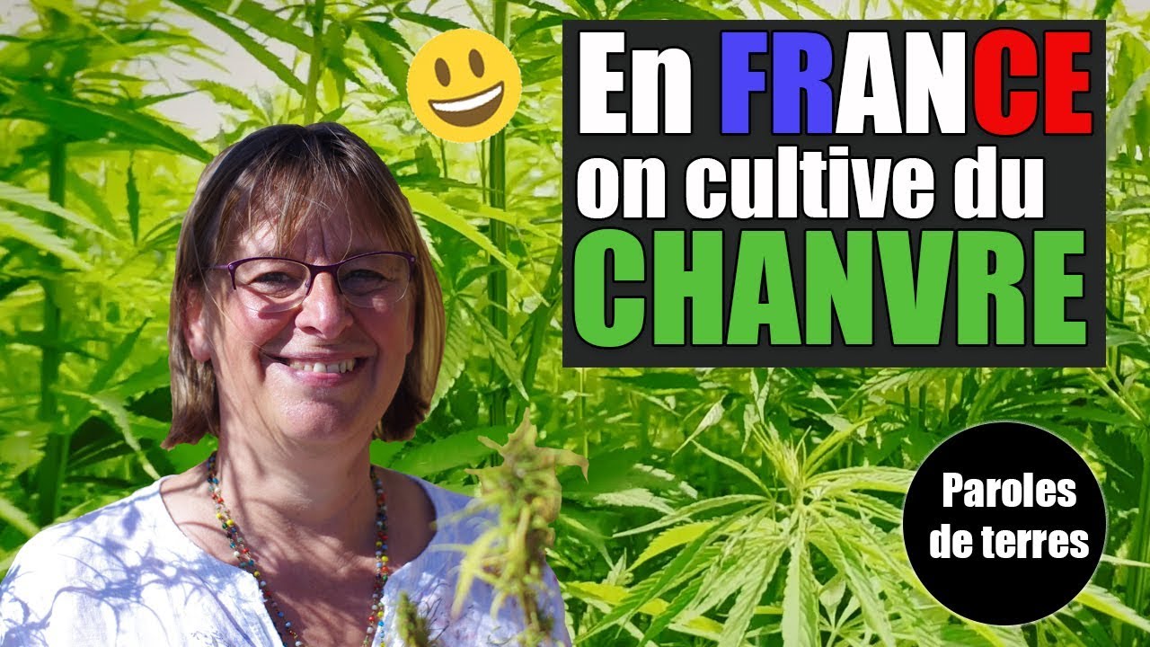 Comment cultiver le chanvre ? Paroles de Terres - Saison 3 #3