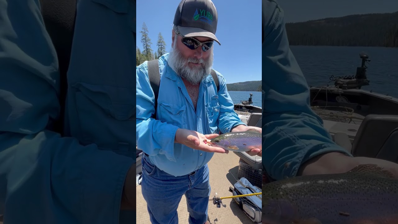 Beautiful hold over rainbow trout in the Sierra. #fishing #trout #sierra