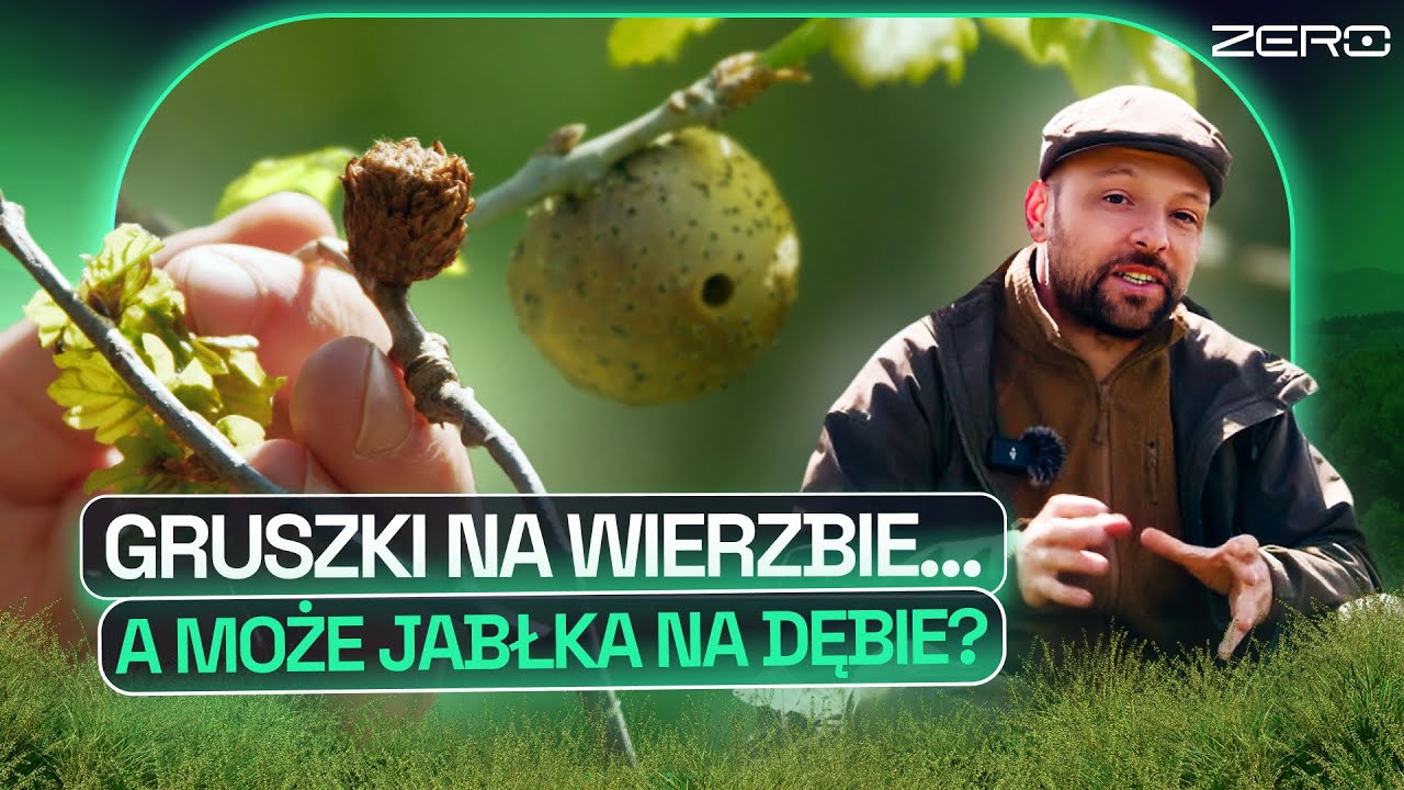 NA DĘBACH ROSNĄ JABŁKA? NIE! TO GALASY - CZYLI ROŚLINNE BUNKRY DLA LARW | GATUNEK ZERO #64