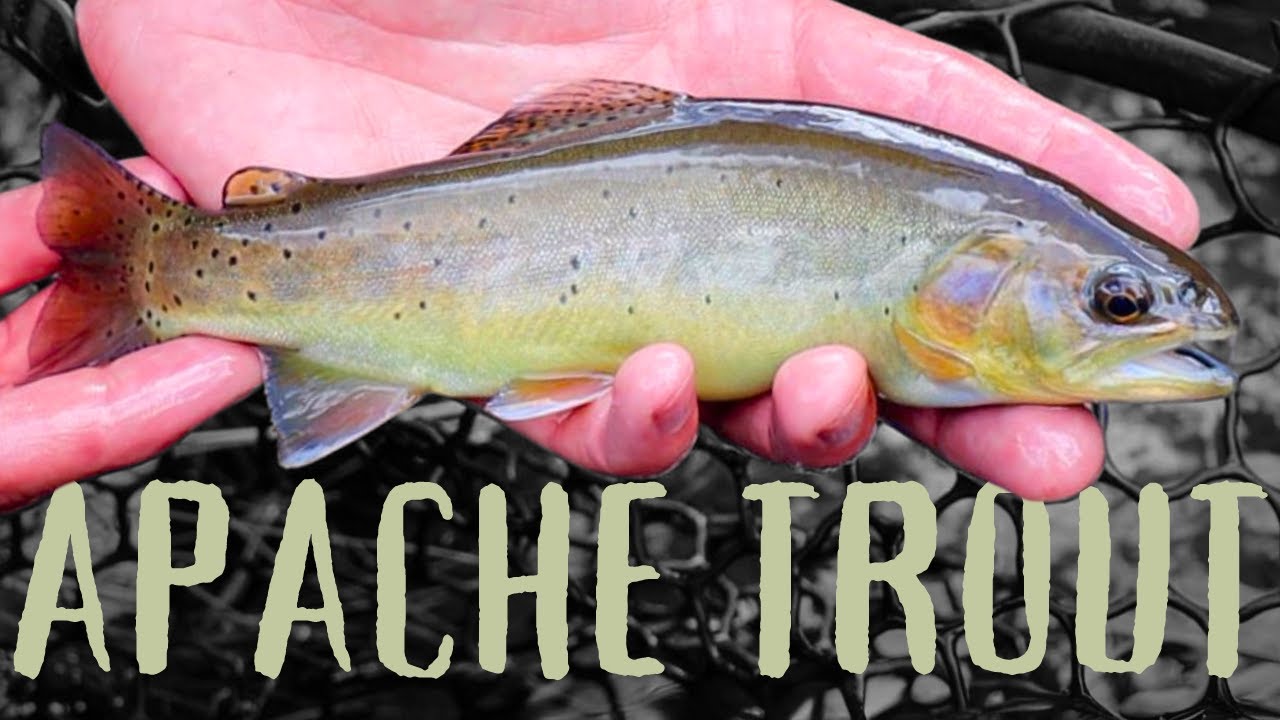 Arizona Native Trout: Isolated in mountain paradise