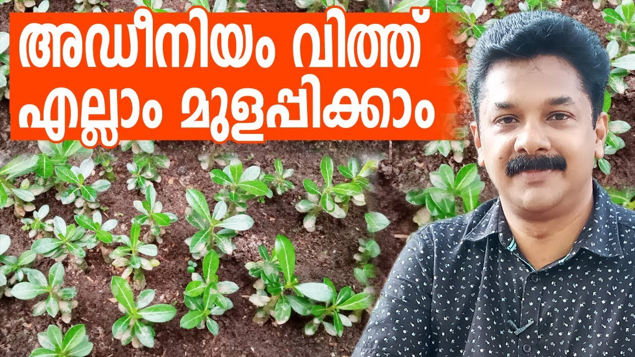 അഡീനിയം വിത്ത് എല്ലാം കിളിർപ്പിക്കാം | How to Grow Adenium from seeds