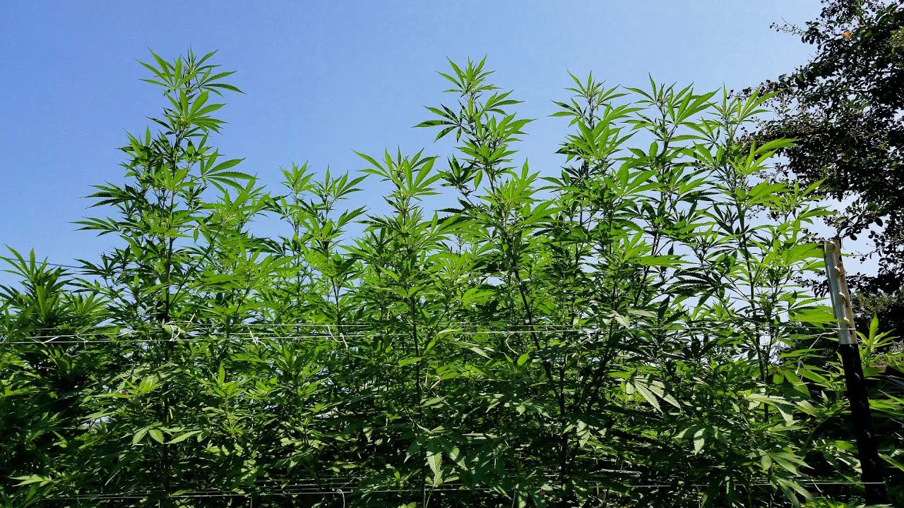 2021 Outdoor Cannabis Garden Tour | Garden Update [#15] - August 24