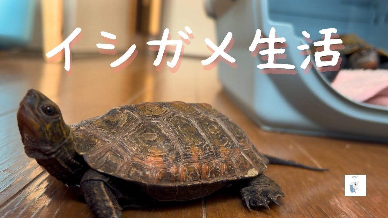 寒波がやってきた/温浴で寝落ち！？♨️お家で暖かく過ごすカメさんたち