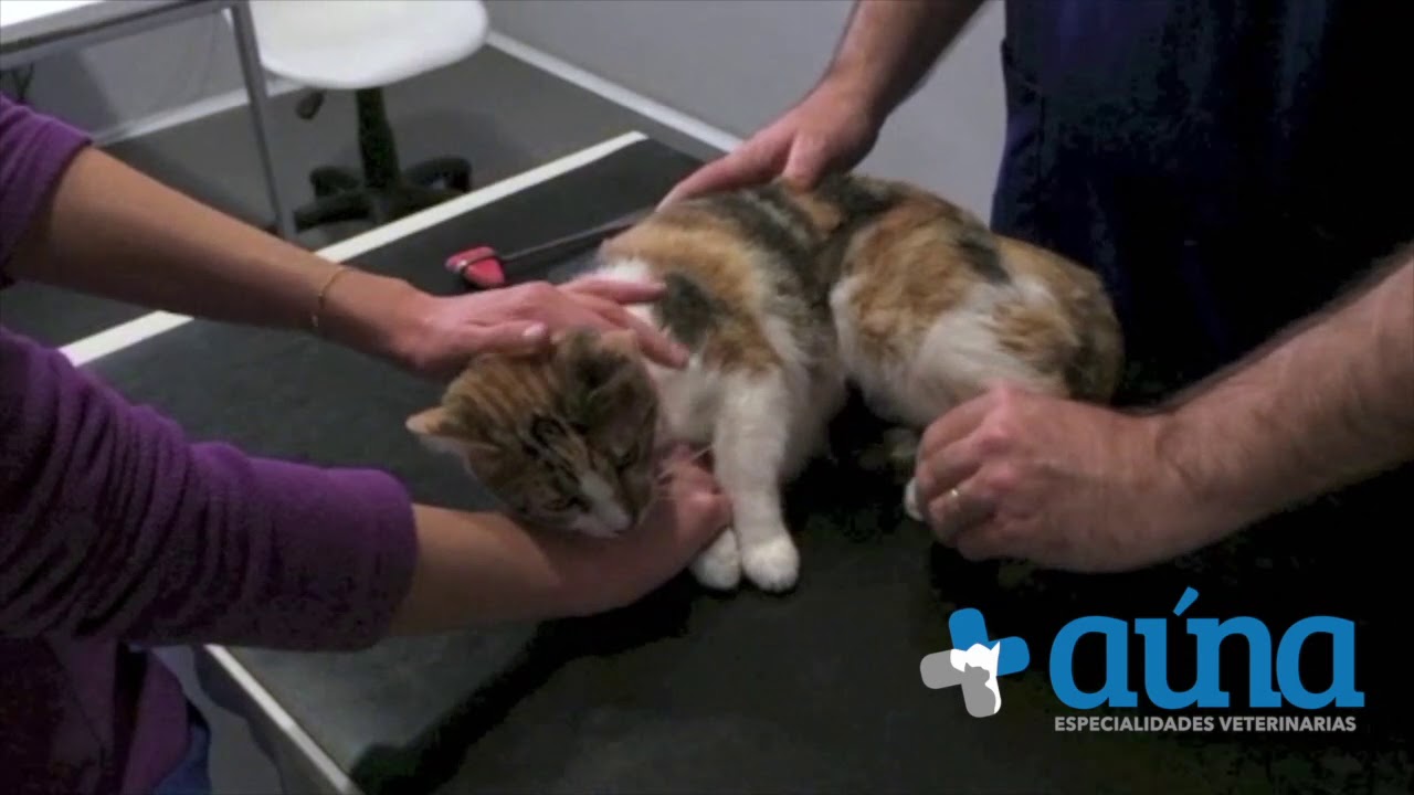 Examen neurologico gato
