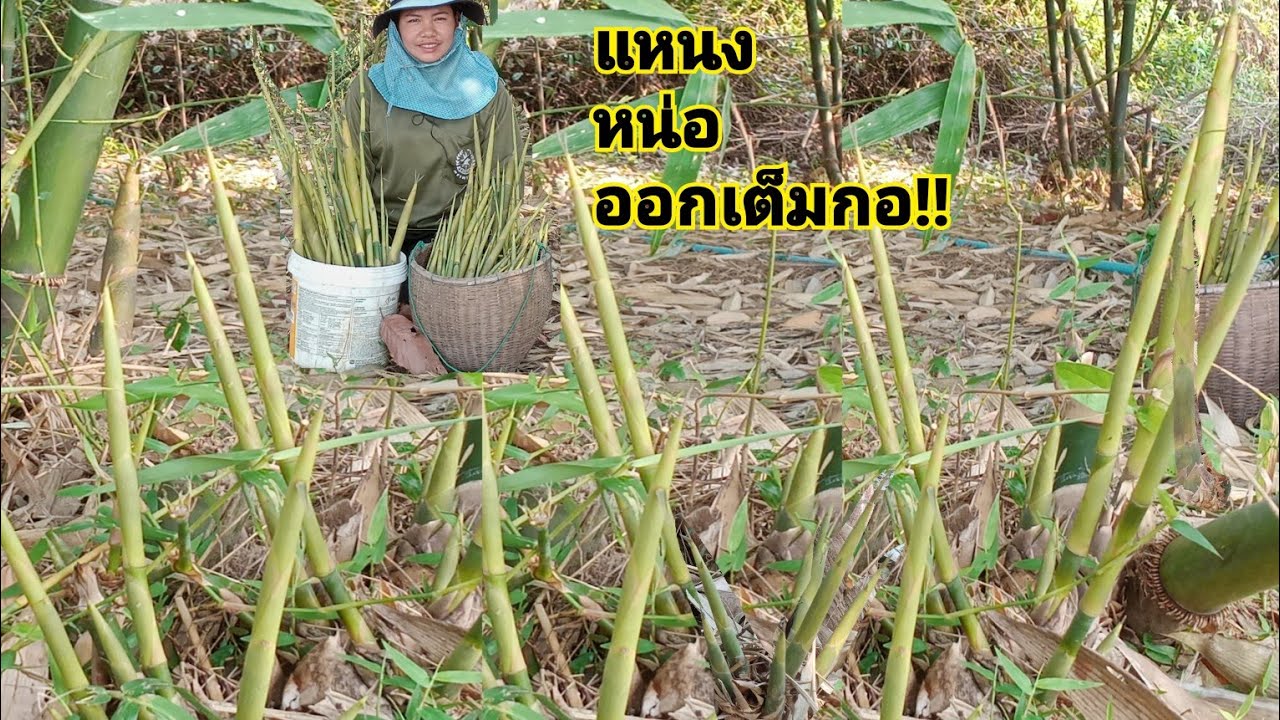 โอ้โห!!!หักเท่าไรก็ไม่หมด หักแหนงหน่อไม้วันที่11 ก.พ66เสียงหักดังปั๊วๆทั้งหักทั้งปอกมันมือสุดๆ