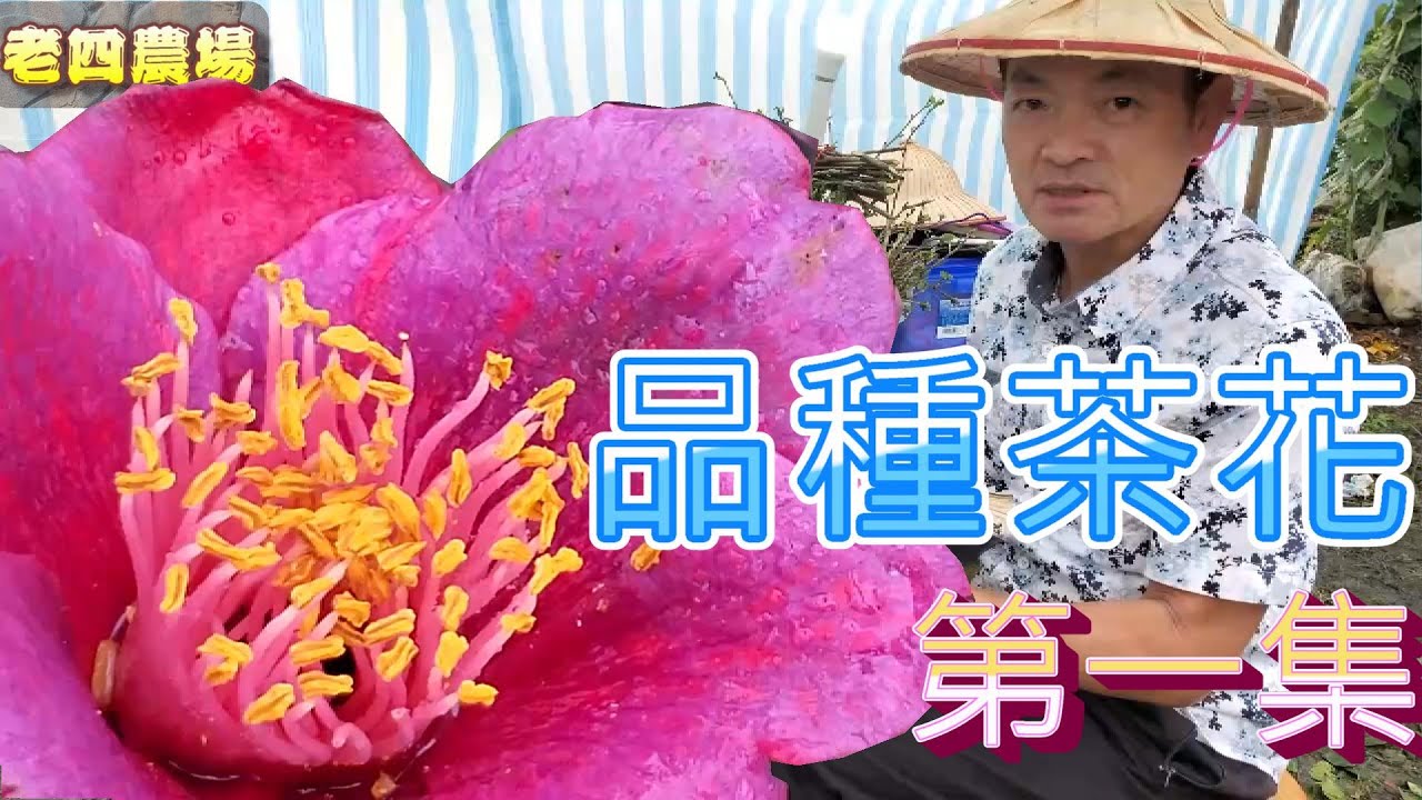 開箱2022年品種茶花第一集！【老四農場】[Camellia japonica][カメリア]｜請開啟CC字幕｜