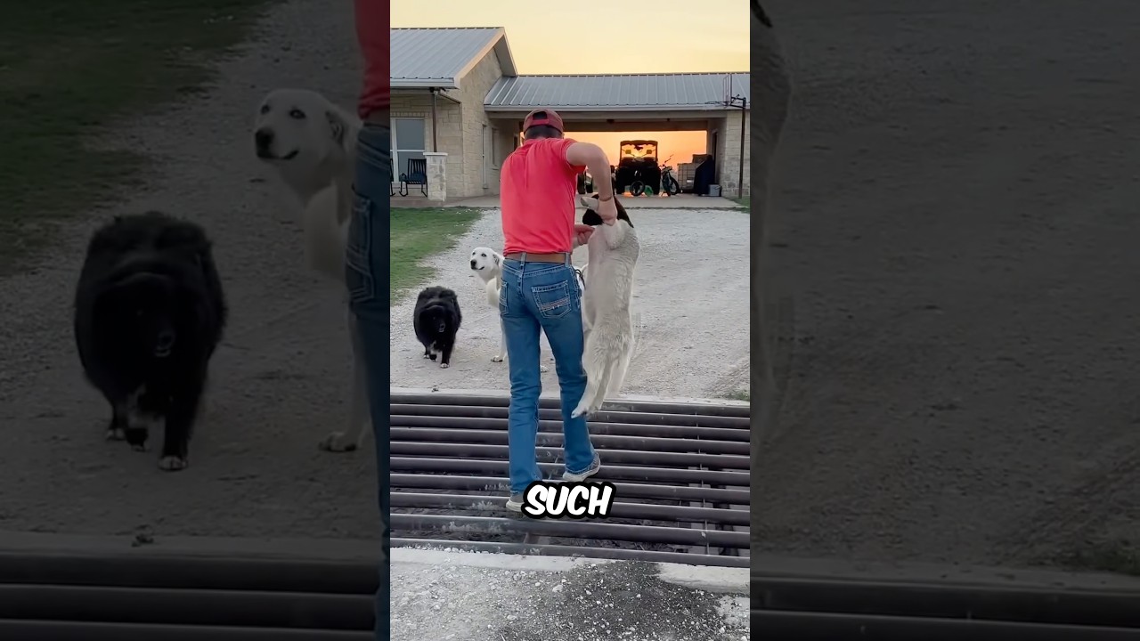 Unique Way to Stop Animal Outside 😳 !!!