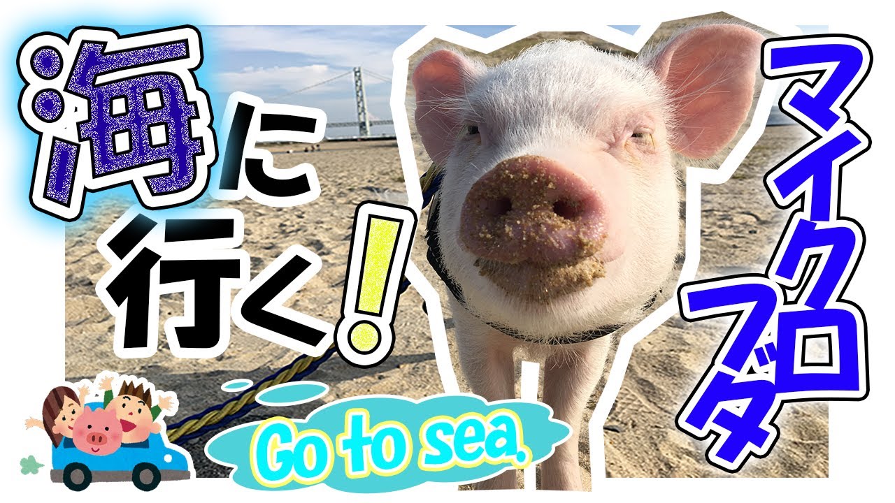 #8 【お出掛け】初めての海に戸惑うマイクロブタ【反応がいちいち可愛い】
