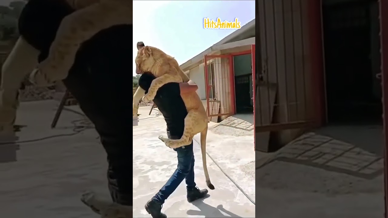 Devotion 😍 Funny Video 😆👍 Funny Animals