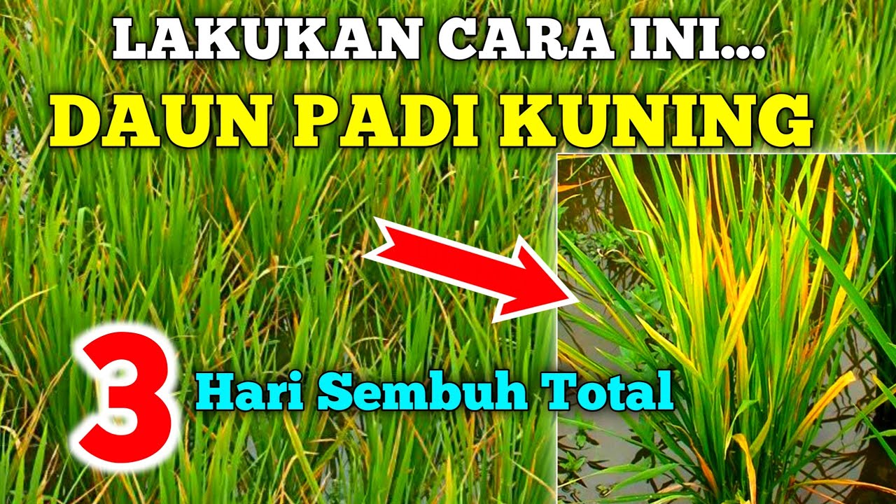 DAUN PADI KUNING KEMERAHAN SEMBUH TOTAL Lakukan cara ini