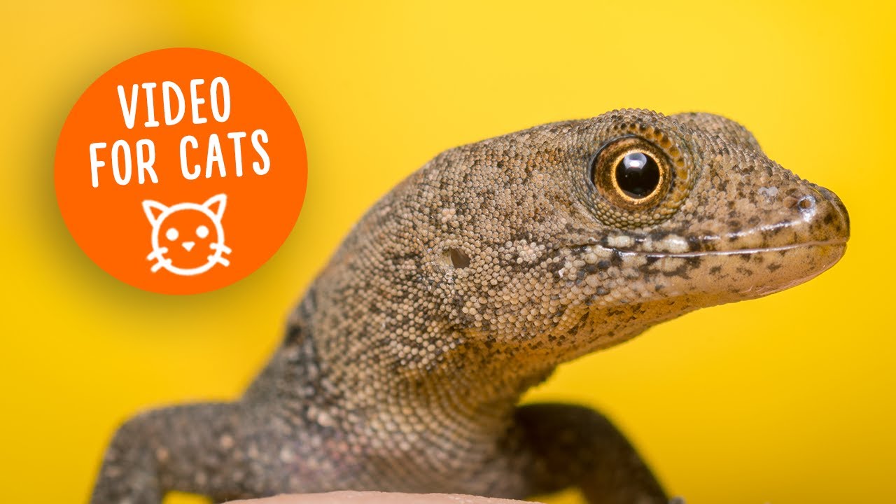 Cat Games & Lizard Adventures: Stress-Relieving TV for Cats
