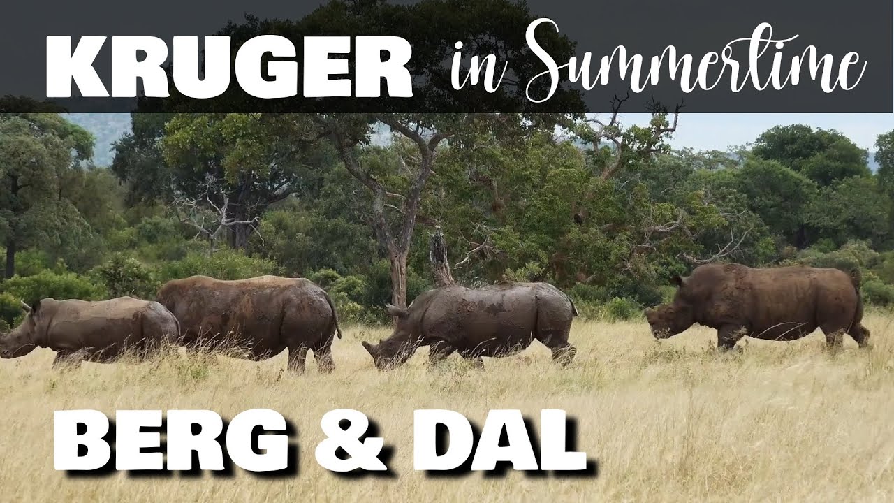 KRUGER in Summertime | Berg & Dal Safari | Lions, Rhinos, Wild Dogs & More