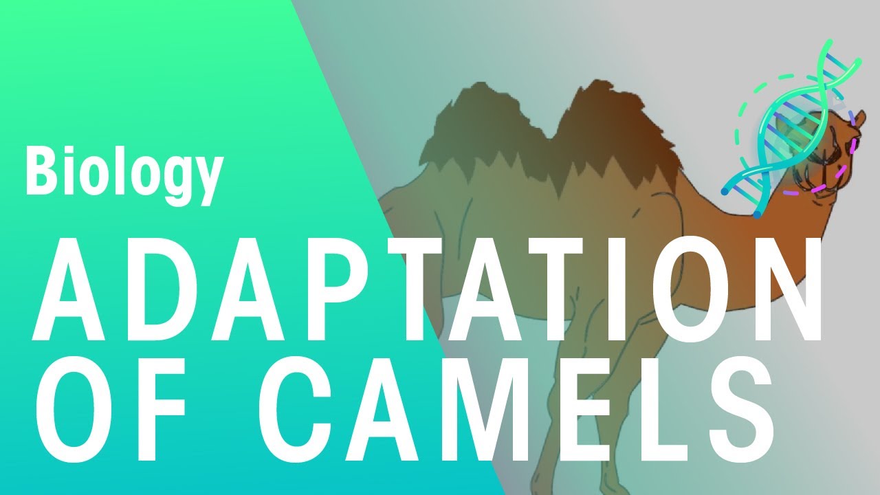 Adaptations Of Camels | Ecology & Environment | Biology | FuseSchool