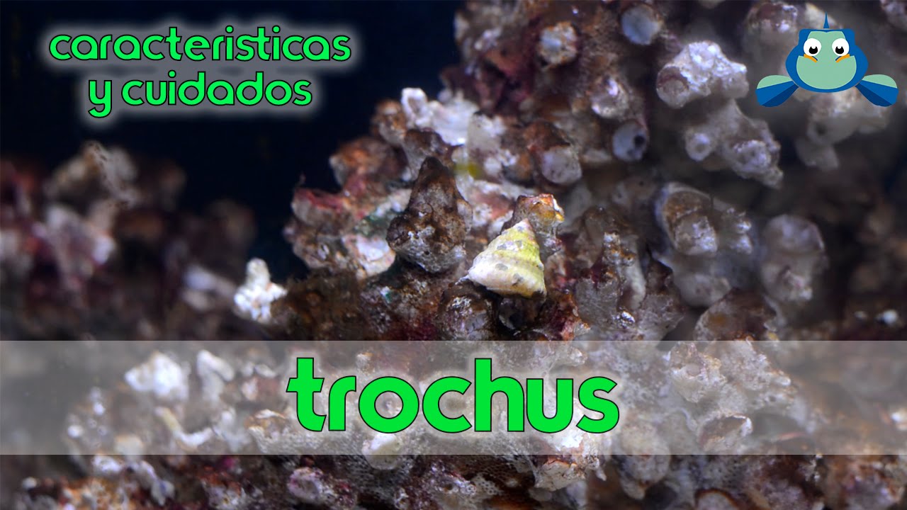 Trochus | Caracter&iacute;sticas y cuidados
