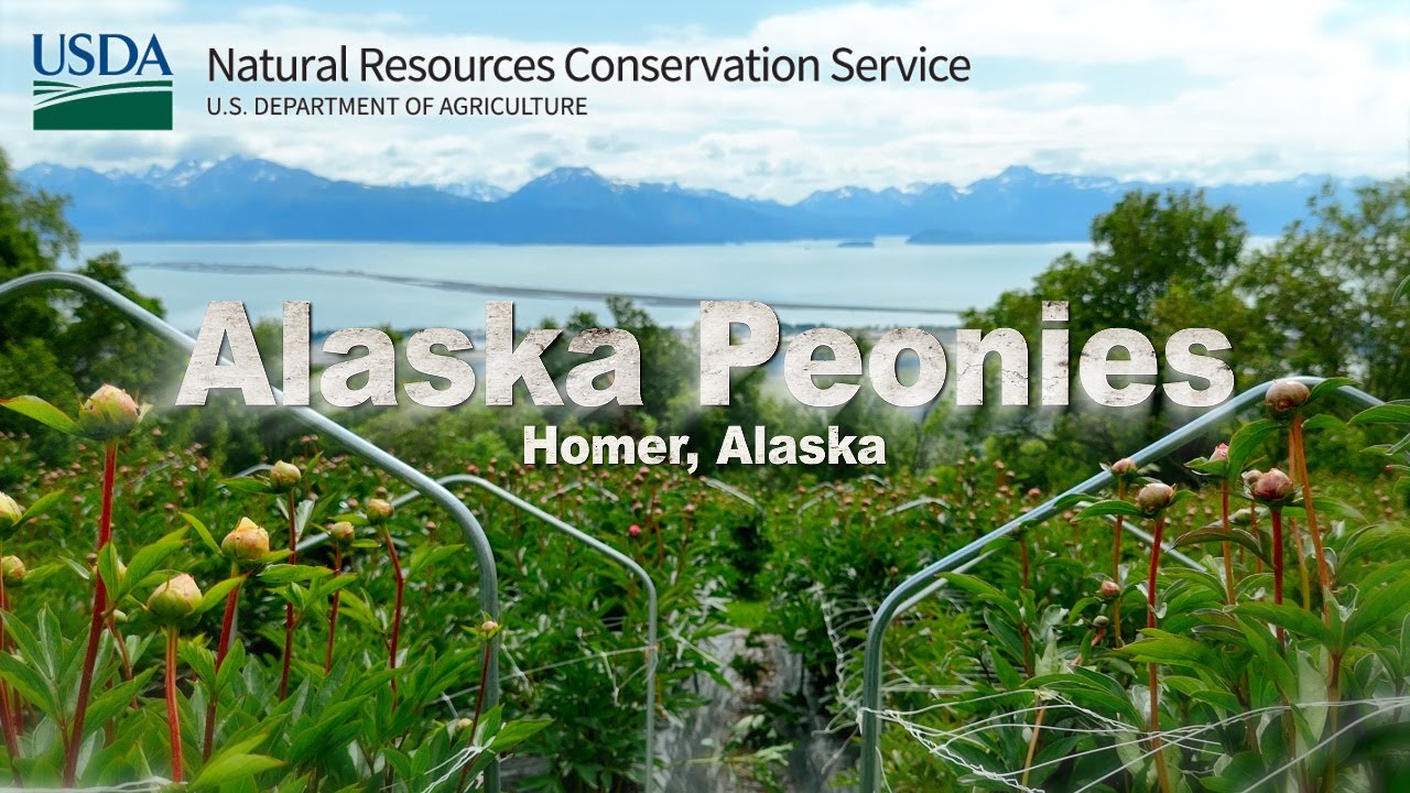 Conservation Helps Alaska Peony Growers Thrive