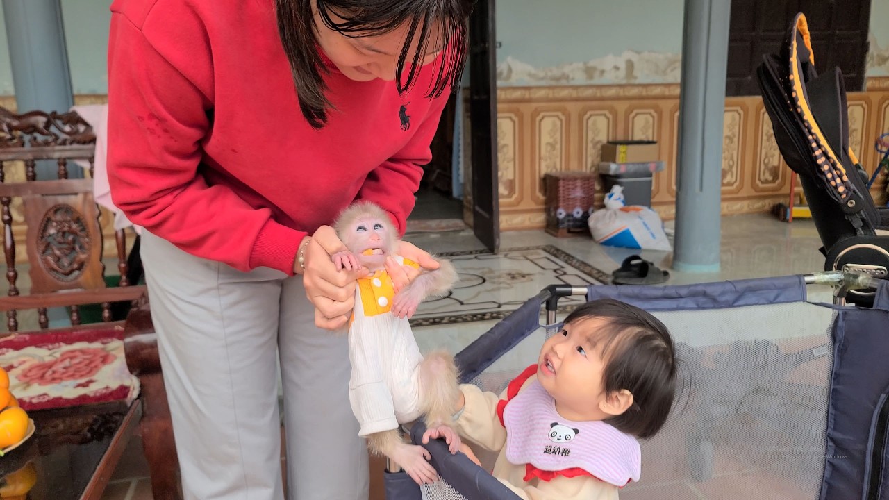 My older sister was jealous when Mom hugged Tini the monkey.