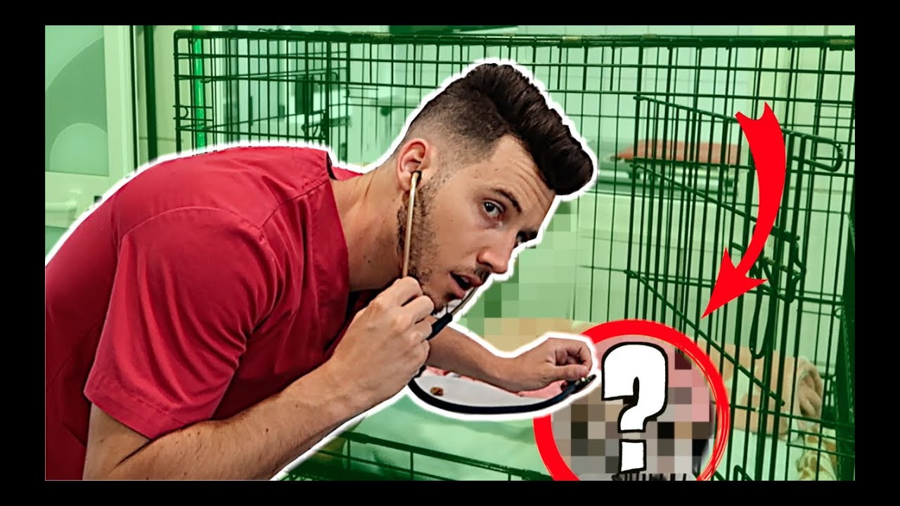 Soy VETERINARIO POR UN DIA en esta CLINICA 100% REAL *1000 Experiencias*