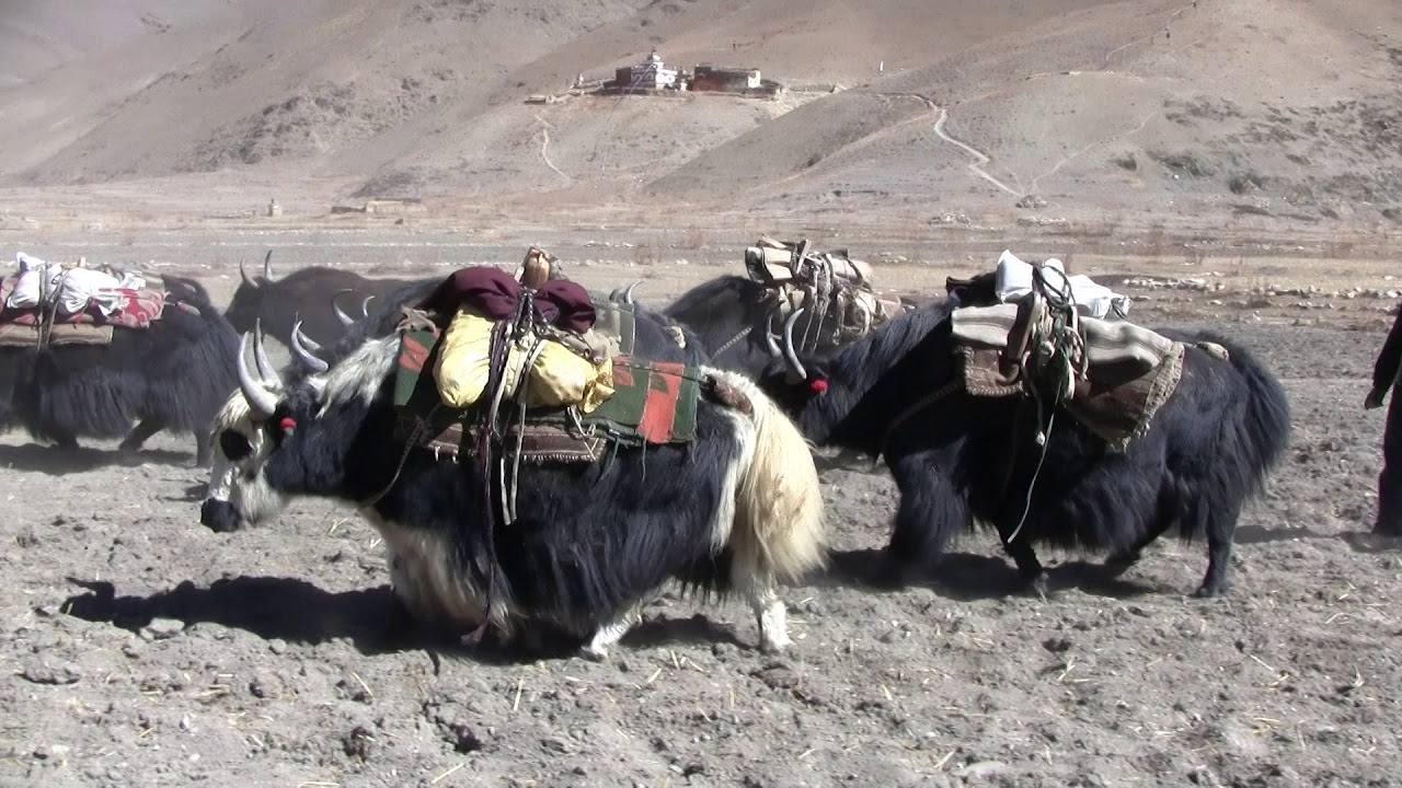 Dho Tarap DOLPO yak caravan