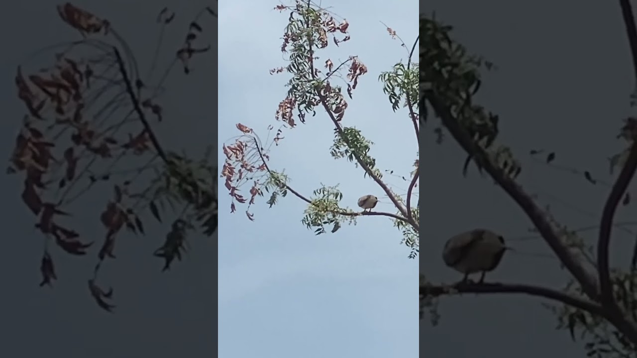 Dove 🕊️ on tree 🌳 #naturelovers #birds #natureasmr #pets