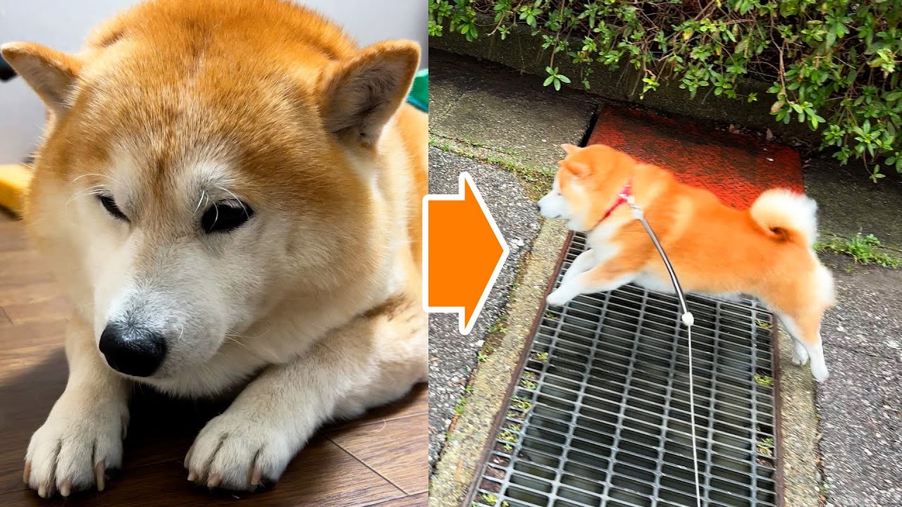 Shibe's itchy ears have been cured, and he has regained his energy and is more active!