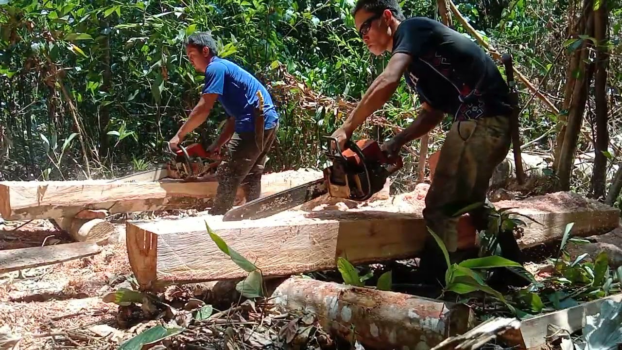 stihl ms 250 vs stihl ms250 teknik yg sama..orang sabah style