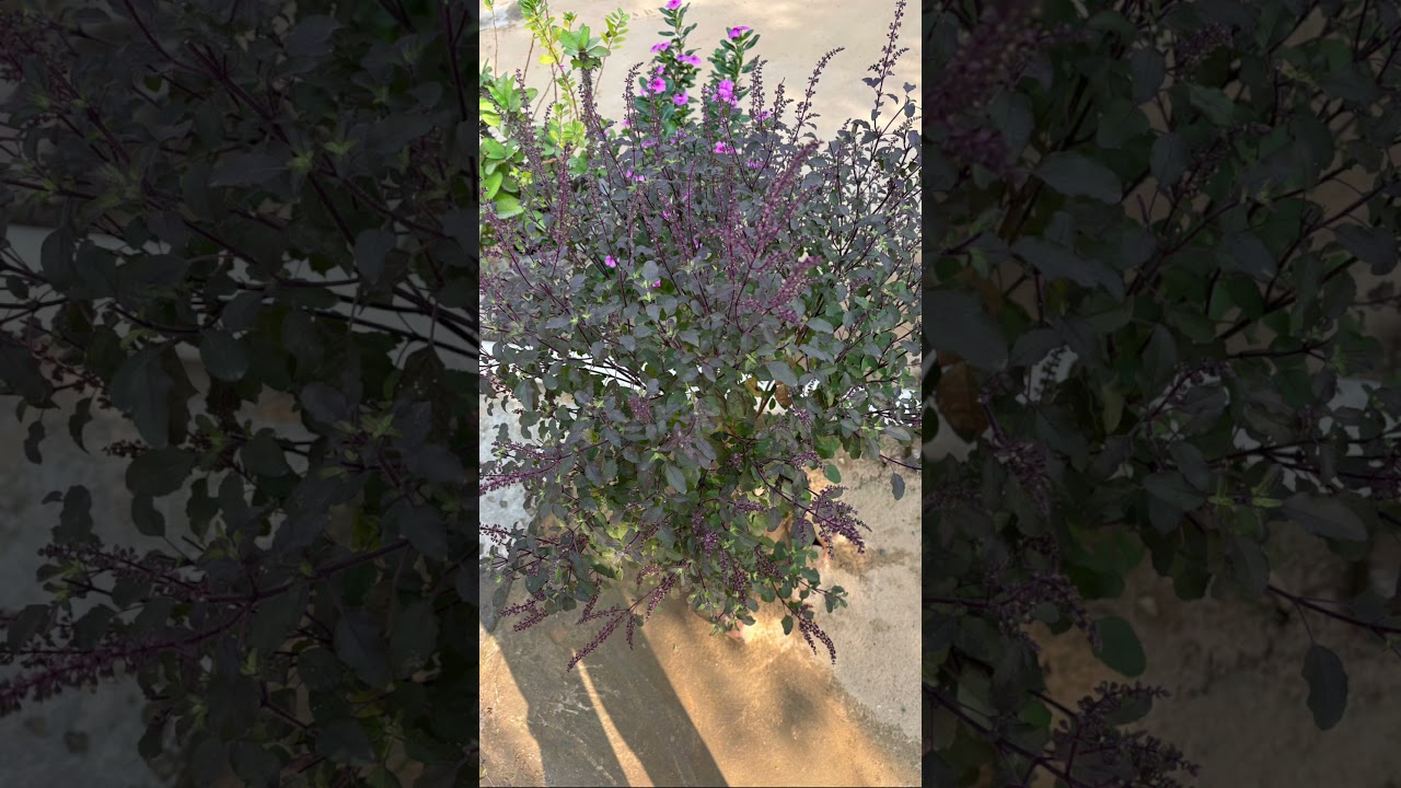 Jay Ho Tulsi Maiya #tulsi #bhakti #devotional #ytshorts #trending #song