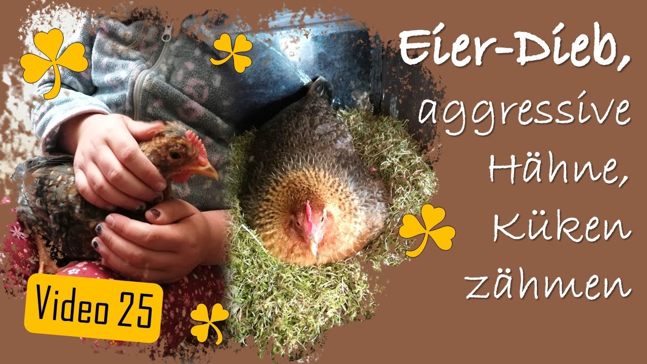 Hühner 25 - Eier Dieb - aggressive Hähne - neue Glucke