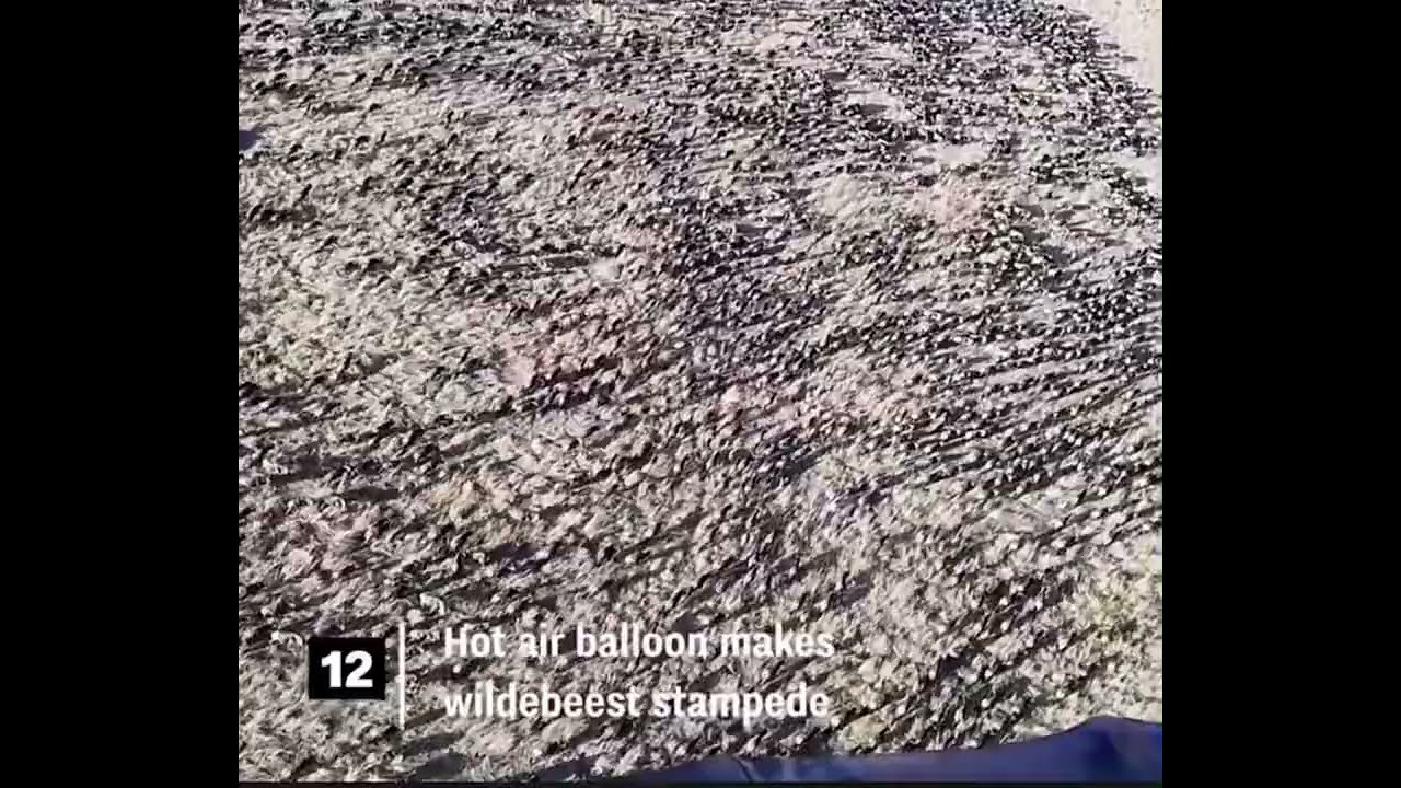 Deadly Wildlife Stampedes In Public