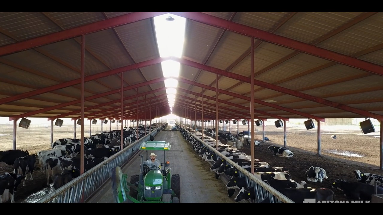 Life on an Arizona Dairy Farm; Family, Cow Care & Sustainability
