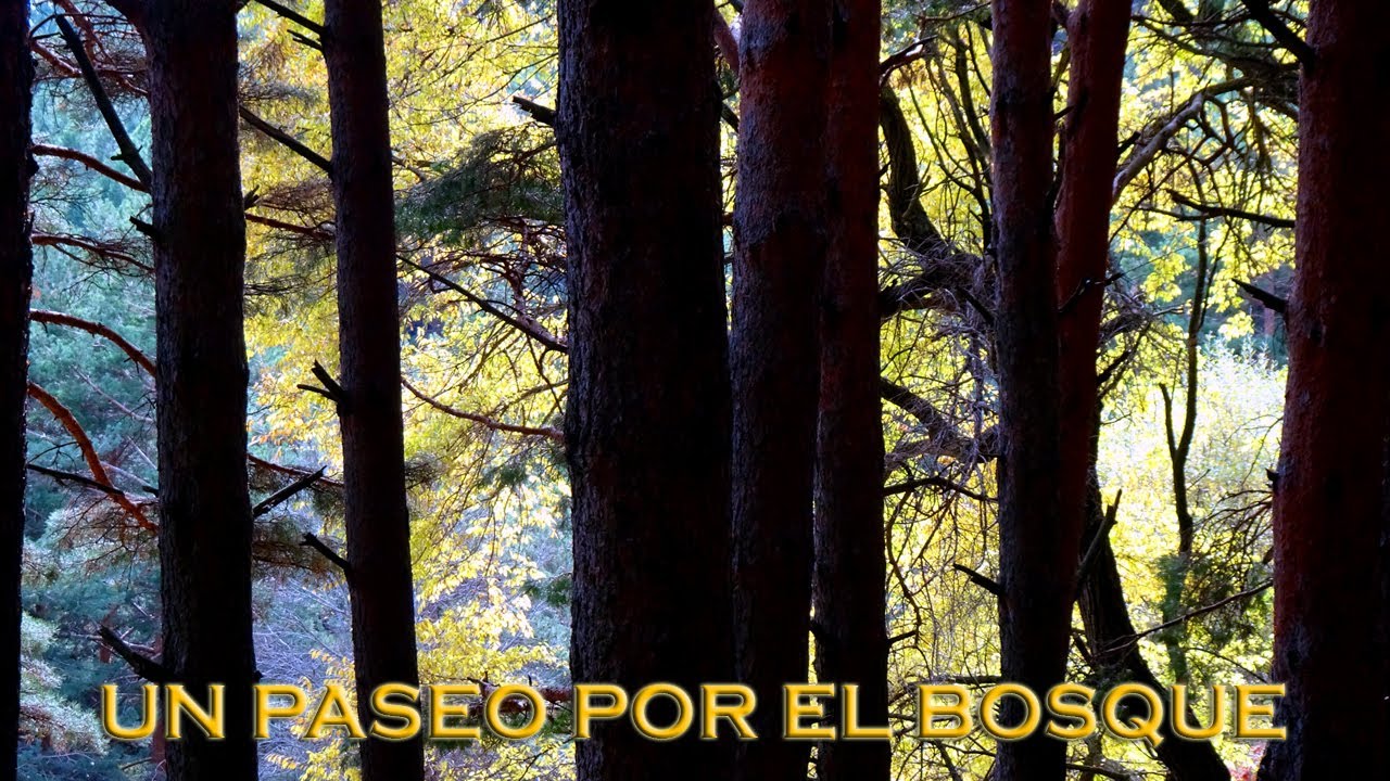 Un paseo por el bosque