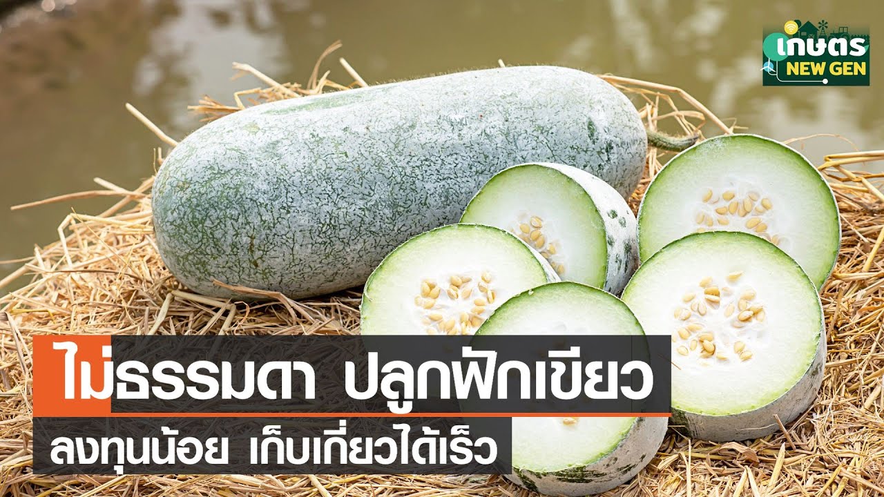 ไม่ธรรมดา! ปลูกฟักเขียวส่งห้าง ลงทุนน้อย เก็บเกี่ยวได้เร็ว | เกษตรนิวเจน