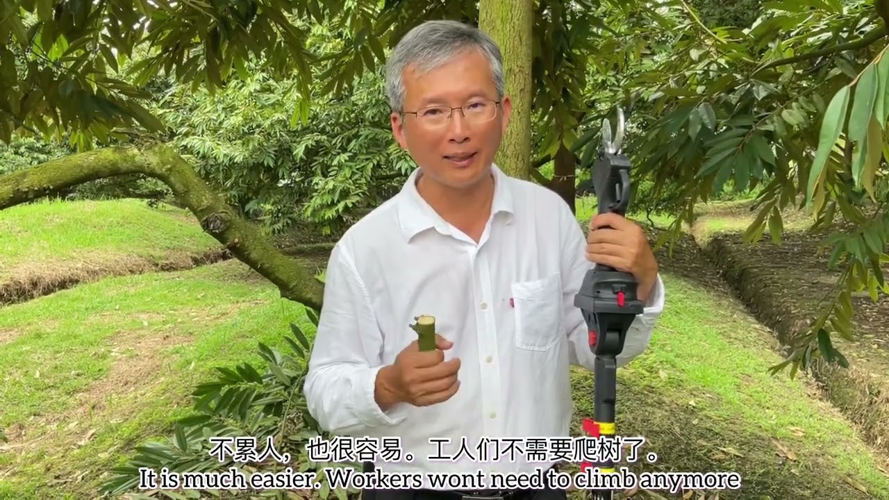 Teknologi Pemangkasan修剪枝干技术Pruning Technology