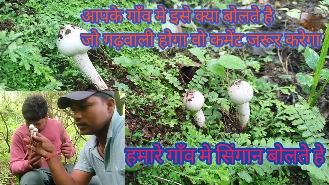 Jangli mashroom (सिंगान) apk yha ese kya bolte h coment karo jaldi #travel #naturelover#uttrakhandi 