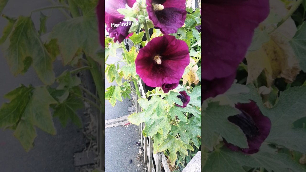 Dark purple flowers.. ❤️