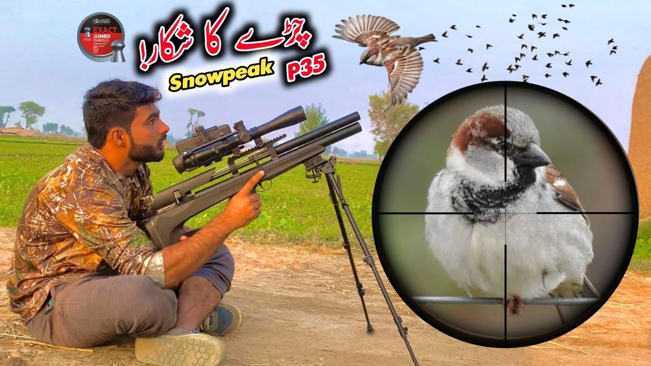 House Sparrow Hunting 2023-24|P35 Airgun Hunting In Pakistan|AirHunter PK