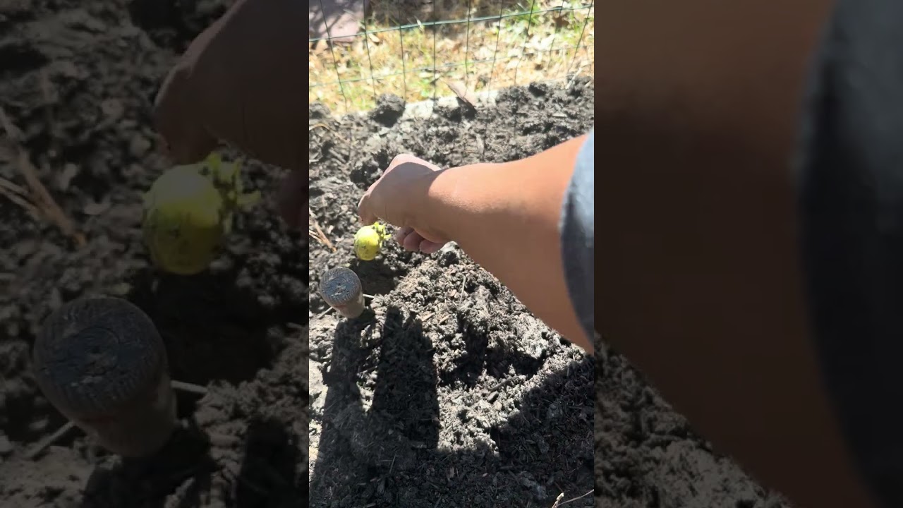 How to grow your own potatoes 