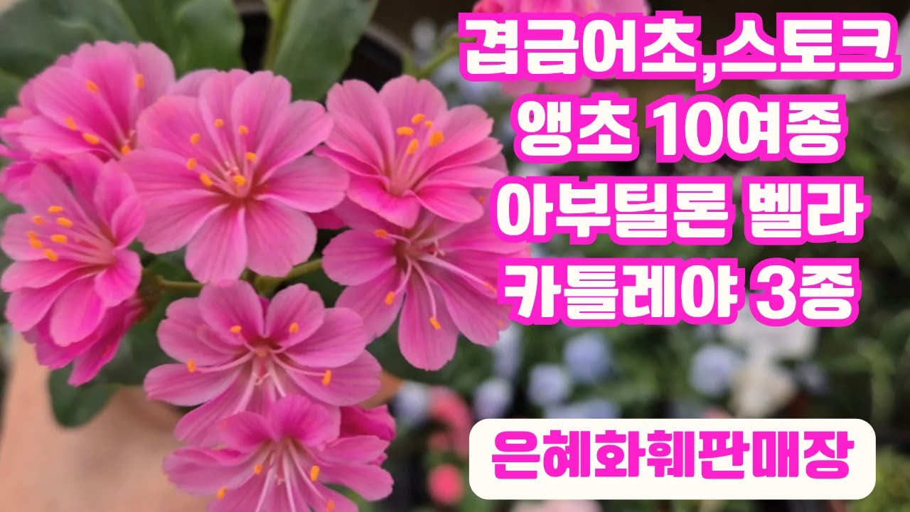 은혜화훼판매장🌳전화주문 ☎010 2651 4421#앵초10여종,오보코니카,프리마벨라,해바라기앵초#아부틸론#겹금어초#비단향꽃무#겹페츄니아 티파티루후나#환타지아#영민오렌지,사쿠라히메🌳