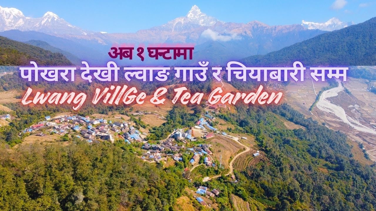 पोखरा देखी ल्वाङ गाउँ र चियाबारी सम्म Lwang Village Pokhara | lwang village Chiyabari | Top Homestay