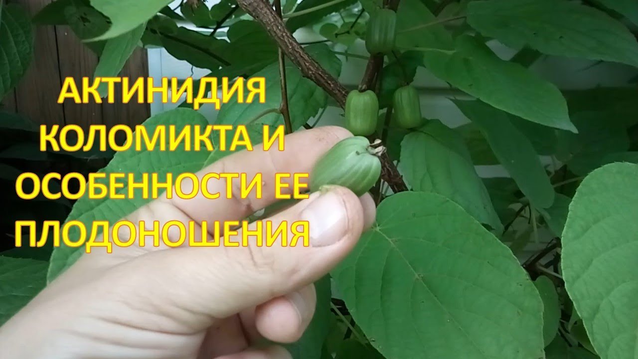 Достоинства и недостатки АКТИНИДИИ коломикта в период плодоношения. Выращивание актинидии коломикта.