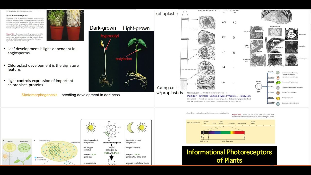 Plant Physiology: Photoreceptors in Plants (Phytochrome)