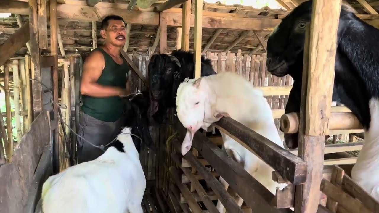 BERKEMBANG BIAK !!! Ciri-ciri Kambing Birahi | Cara Mengawinkan Kambing | Perkawinan Kambing PE