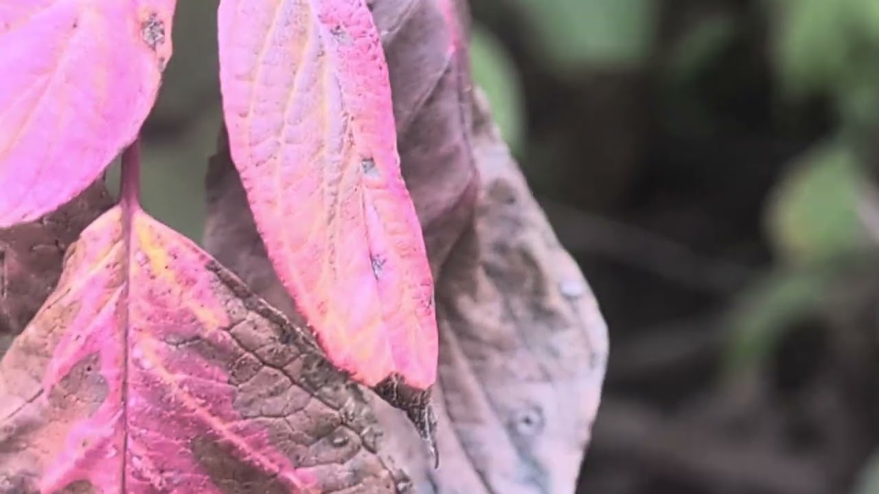 Leafs and More