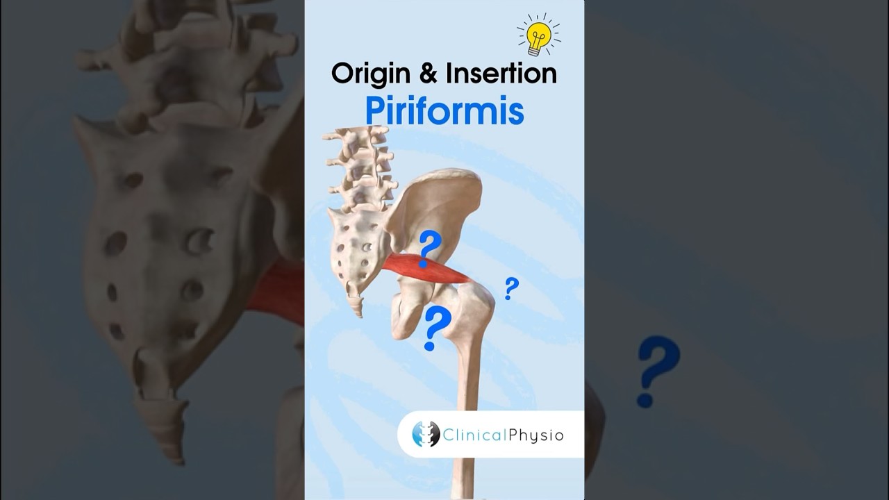 Piriformis Anatomy #physicaltherapy #physiotheraphy #anatomy #piriformis