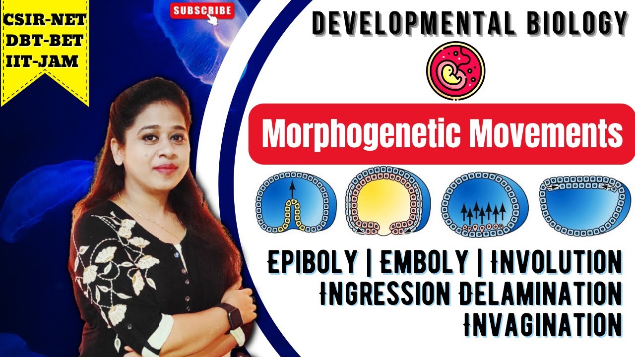 Morphogenetic Movement | Gastrulation | Types of Cell Movements | Epiboly | Emboly | CSIR-NET