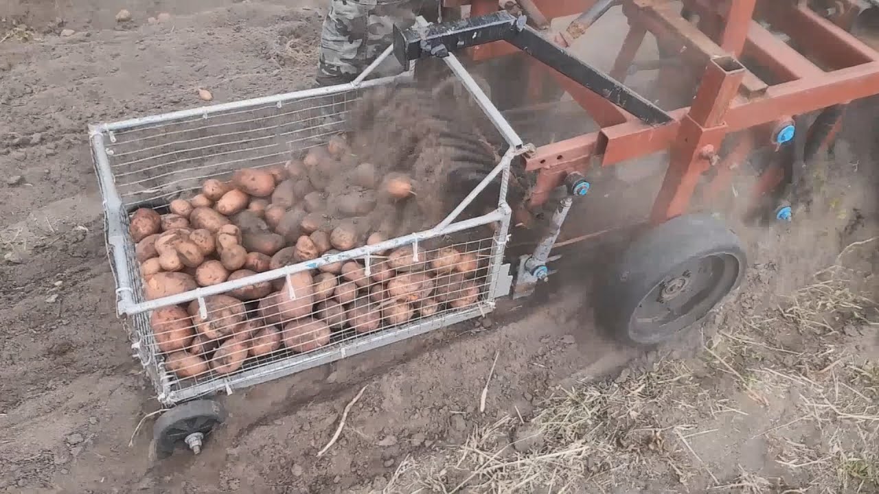 Уборка картофеля 2025 мотоблоком Нева | Самодельная картофелекопалка с корзиной