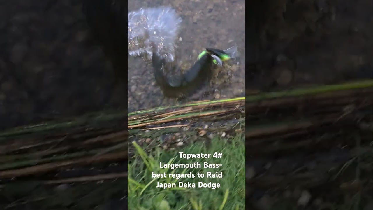 #topwaterbassfishing #pikefishing #Raid Japan Deka Dodge ,4#LM #Bass#jdm#Sinfini #rods #AntaresDC MD