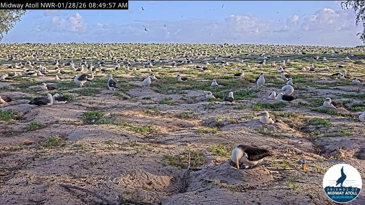 🐥& 🐣 Midway Atoll NWR Wildlife Cam 2026/01/28